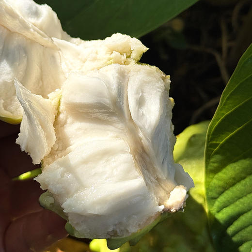 『攀枝花凤梨释迦果』纯甜肉厚 嫩滑雪白 商品图8