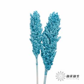 永生花 | 高梁尼蓝