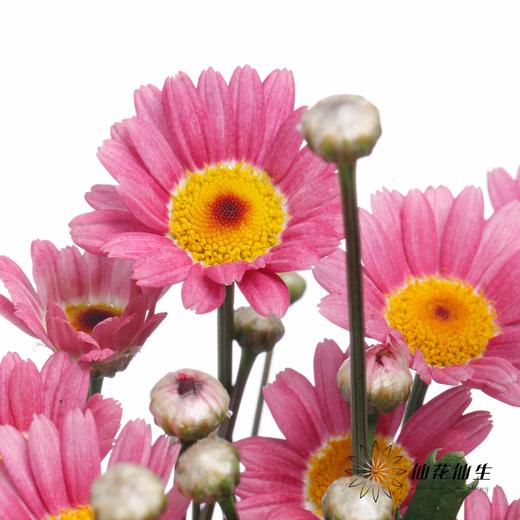 小菊 | 玛格丽特粉色 商品图0