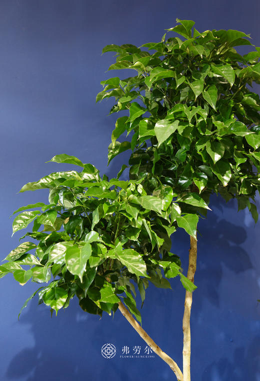 五层绿宝盆栽 商品图2