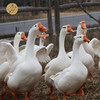 天然散养生态鹅 8斤/只  全国配送（偏远地区除外） 商品缩略图3