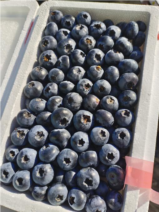 产地蓝莓粉胶带一箱 商品图1