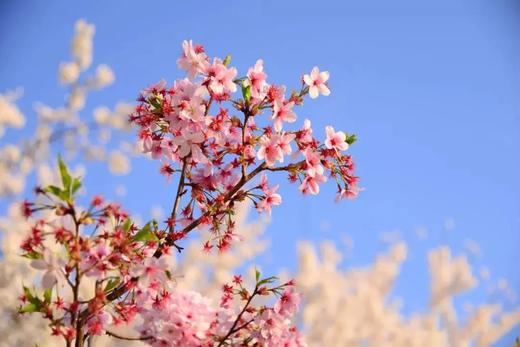 户外@【韶关樱花】 浈江樱花+南华寺1天 商品图3