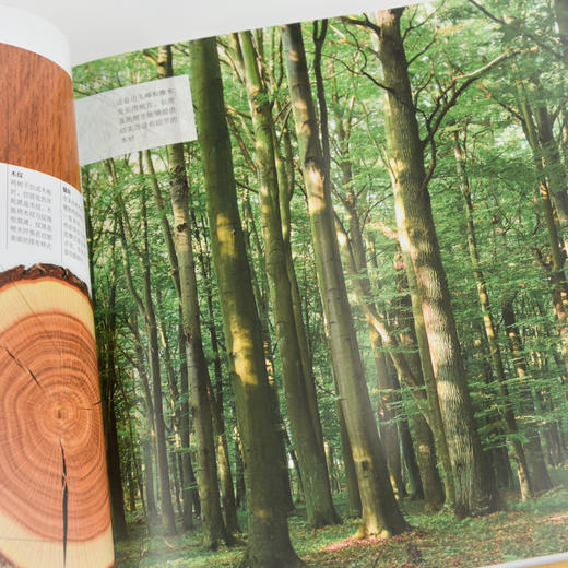 木工入门书籍 木工入门完全手册 彩色图解版 木工书籍自学教程 木工家具制作 木工全书 木工新手入门指南 木工入门教材 商品图3