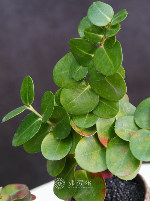 串钱木 商品图2