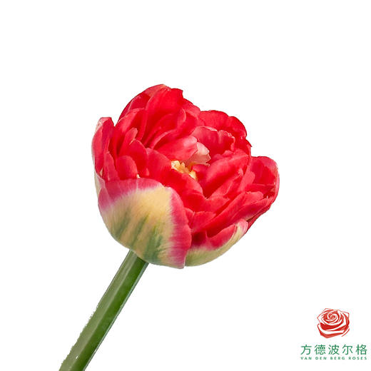 【重瓣郁金香】 红丝绒泡芙 10枝一扎 商品图0