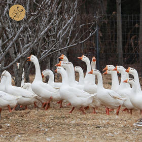 天然散养生态鹅 8斤/只  全国配送（偏远地区除外）