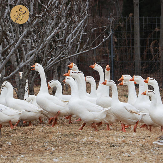 天然散养生态鹅 8斤/只  全国配送（偏远地区除外） 商品图0