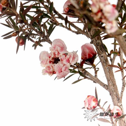 配花 | 松红梅粉 商品图1