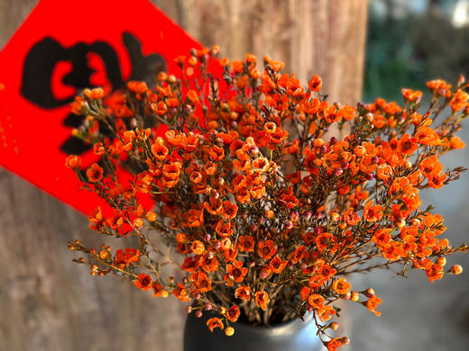 【AB级腊梅.都在这】一扎约3-6支/份 长约60-70cm 商品图5