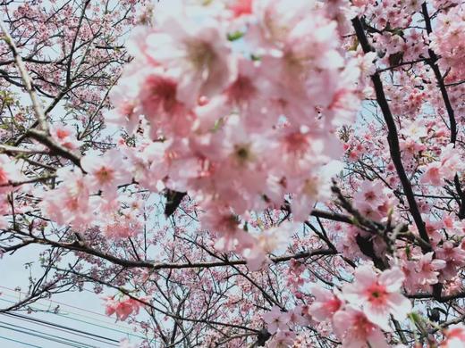 户外@【韶关樱花】 浈江樱花+南华寺1天 商品图1