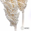 永生花 | 高梁白色 商品缩略图3