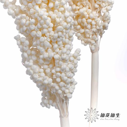 永生花 | 高梁白色 商品图3