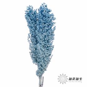 永生花 | 高梁天蓝