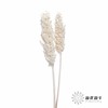 永生花 | 高梁白色 商品缩略图2