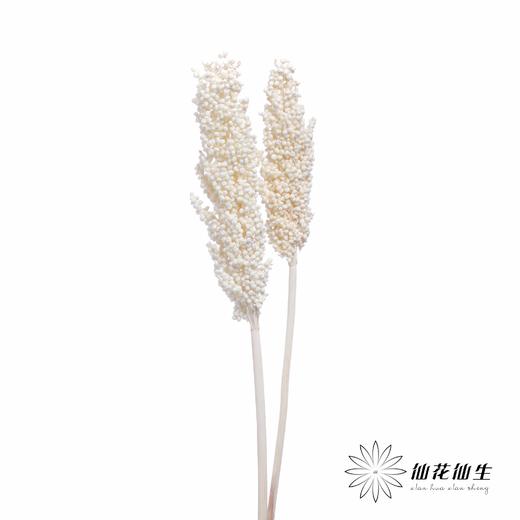 永生花 | 高梁白色 商品图2