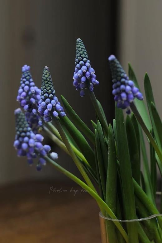 小众鲜花葡萄风信子水培种球10支 商品图2