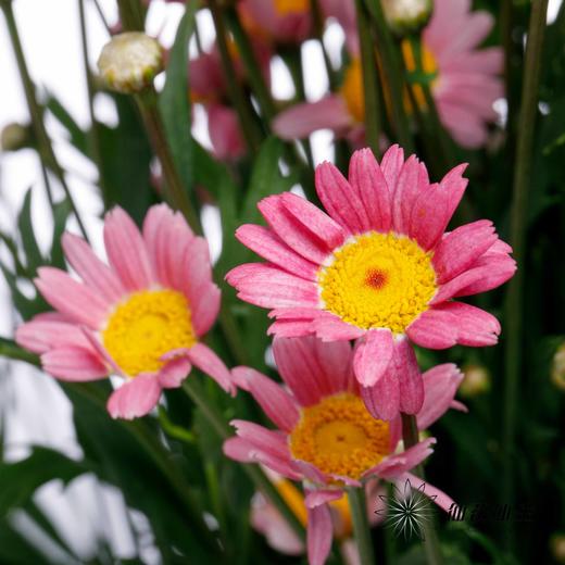 小菊 | 玛格丽特粉色 商品图5