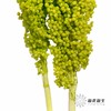 永生花 | 高梁绿色 商品缩略图3