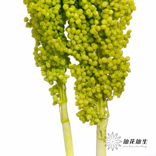 永生花 | 高梁绿色 商品图3