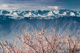 南疆春色：帕米尔高原、杏花村、中国西极村、塔吉克民族风情10天