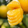 望江橙  橙子皮薄无核 甜嫩多汁 橙香浓郁 商品缩略图4
