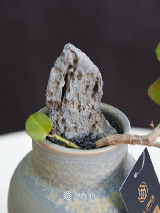 串钱木 商品图1