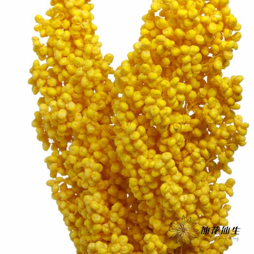 永生花 | 高梁黄色 商品图3