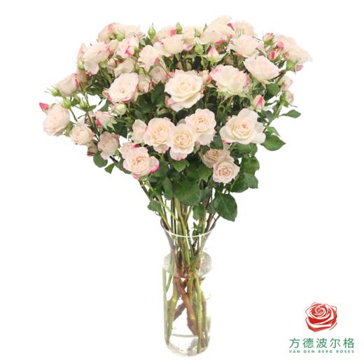 嘉荷多头- 折射10枝一扎 商品图1