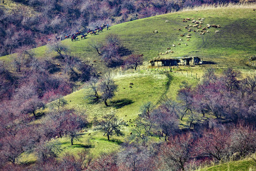 南疆春色：帕米尔高原、杏花村、中国西极村、塔吉克民族风情10天 商品图5