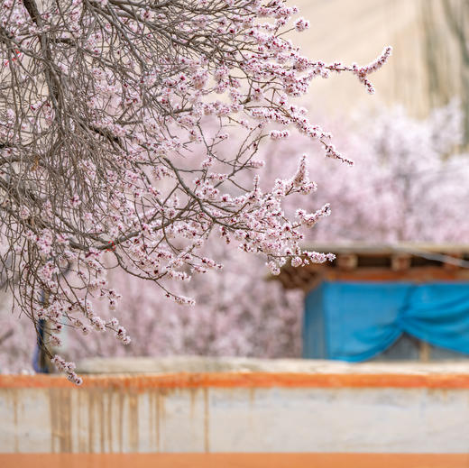 南疆春色：帕米尔高原、杏花村、中国西极村、塔吉克民族风情10天 商品图3