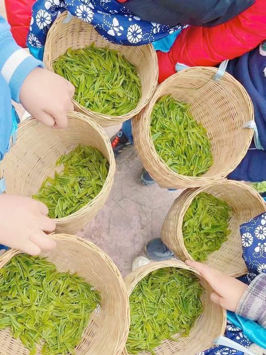 4.1/4.4【蒲江-采茶挖笋记】“小茶农”初体验，采茶，炒茶，挖春笋，吃春日竹笋宴，学竹子知识、做竹节人 商品图4