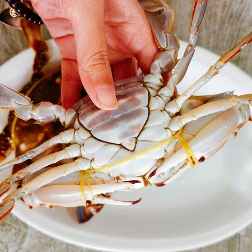 野生红膏梭子蟹 白玉蟹肉 红玉蟹膏 肥美鲜甜 商品图1