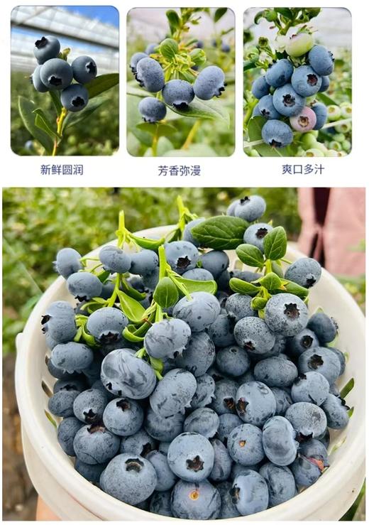 新鲜蓝莓，当季新品，云南产地直发，顺丰空运包邮到家 商品图6