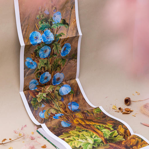 《花朵与探险2：玛丽安娜·诺斯的旅行回忆》英国皇家植物园邱园官方授权 余天一翻译  中国国家地理 -分销-分销 商品图6