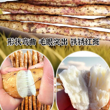 京觅温县垆土铁棍山药 5斤长度40-50cm 新鲜蔬菜焦作生鲜 源头直发 商品图3