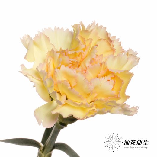 单头康乃馨 | 可可西里 商品图4