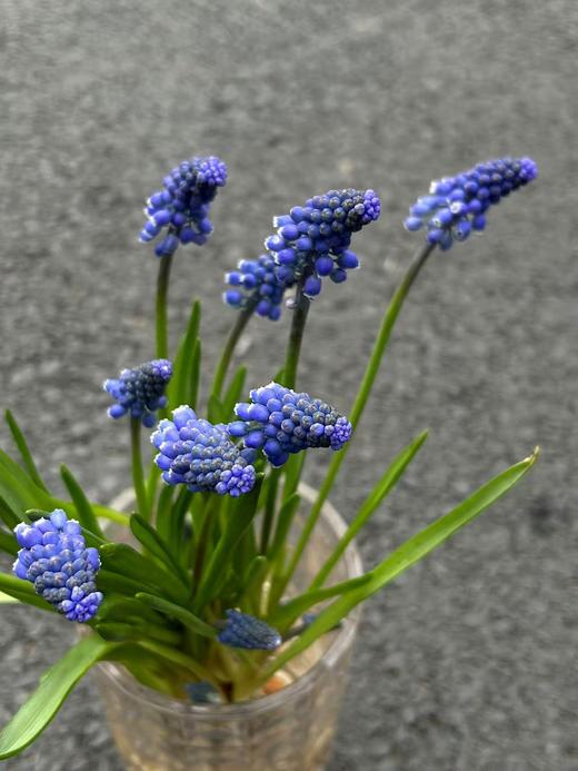 小众鲜花葡萄风信子水培种球10支 商品图8