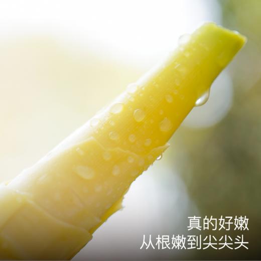 饱记·临安天目山雷笋带壳春笋4斤装2026年京东发货 商品图2