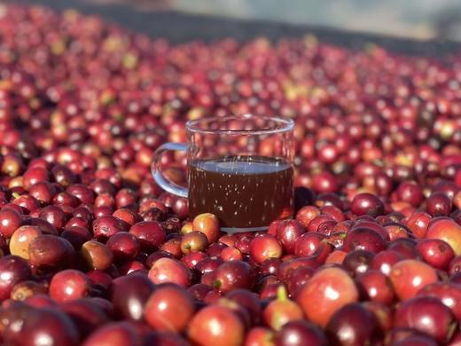 【大肚黑咖啡】口感浓郁香醇 纯正美式口感 不酸不涩 商品图12