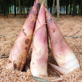 【一寸阳光】 临安天目山春笋（京东快递）