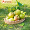 山西隰县玉露香梨4.5斤装/8.5斤装 商品缩略图2