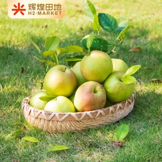 山西隰县玉露香梨4.5斤装/8.5斤装 商品图2