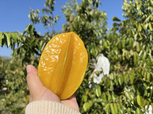 合作产品/ 生态杨桃 云南.元江 商品图0