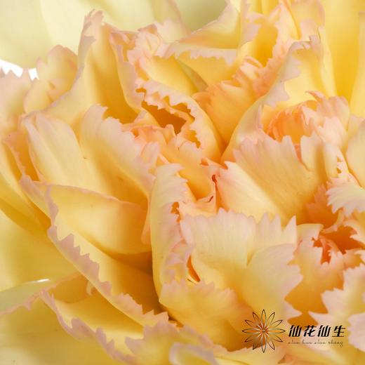 单头康乃馨 | 可可西里 商品图2