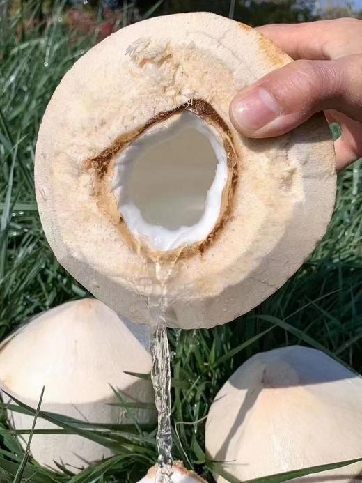 【分仓直发包邮】海南椰青（精品果）4个（单果2-3斤 送开椰器和吸管） 商品图1