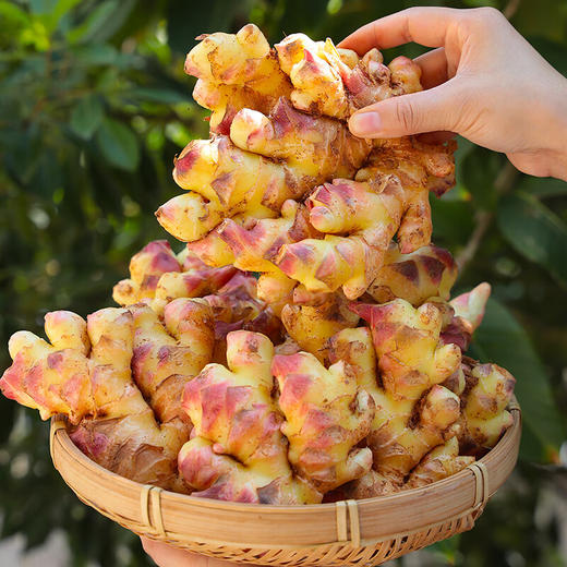 【分仓直发包邮】云南昆明云南小黄姜1斤 商品图1