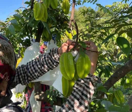 合作产品/ 生态杨桃 云南.元江 商品图8