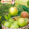 山西隰县玉露香梨4.5斤装/8.5斤装 商品缩略图1