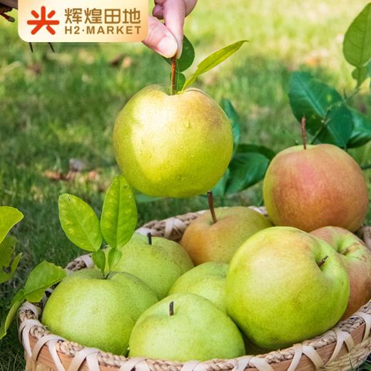 山西隰县玉露香梨4.5斤装/8.5斤装 商品图1